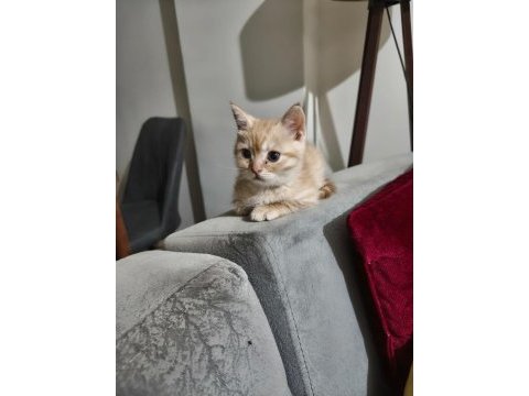 2 aylık erkek wc eğitimli british shorthair