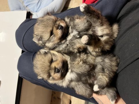 Pomeranian ayıcık yavrular