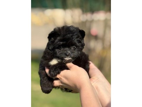 Pomeranian poodle pomapo yavrumuz