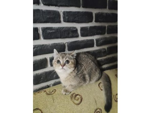 5 aylık dişi golden black ny25 british shorthair