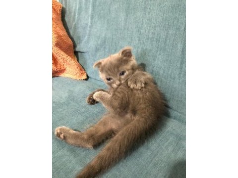 1,5 aylık kulaksız scottish fold