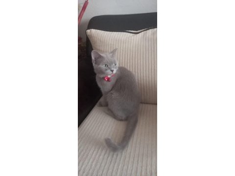 Dişi 3 yaşında british shorthair kedimiz