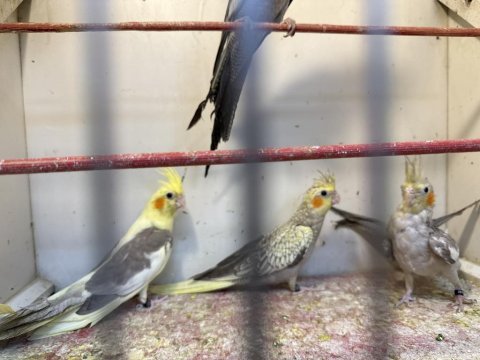 Ele kola alıştırmalık sultan papağanı yavruları