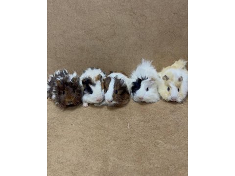 Ginepig yavrularımız gün içi gönderim sağlanmakta