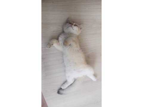 Full şecereli kucak kedisi
