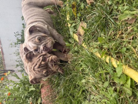 Egzotik ingiliz bulldog yavrularımız en iyisini isteyene