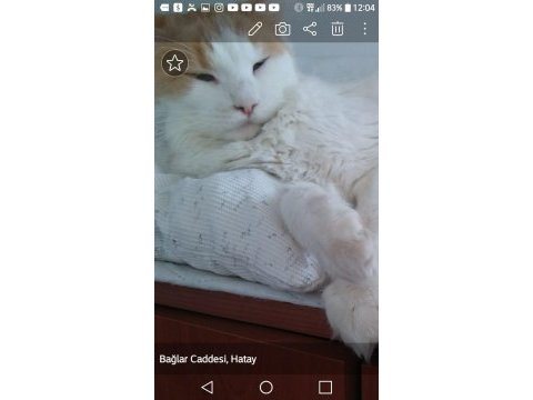 Main coon dişi kedimiz