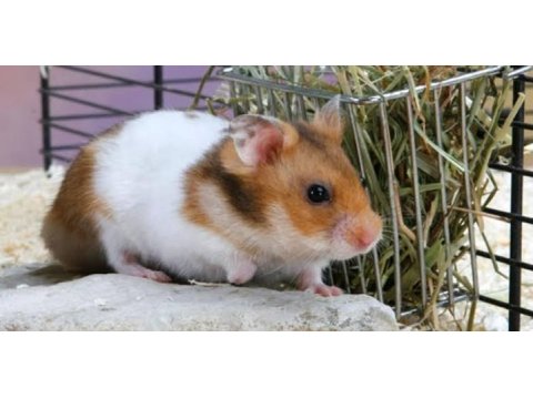 Çok şirin suriye hamster yavrular adana