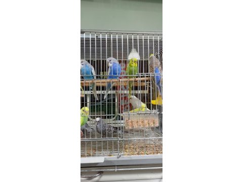 Jumbo yavru muhabbet kuşları