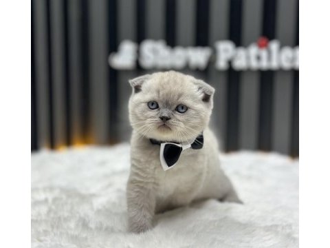 Scottish fold blue point show clas