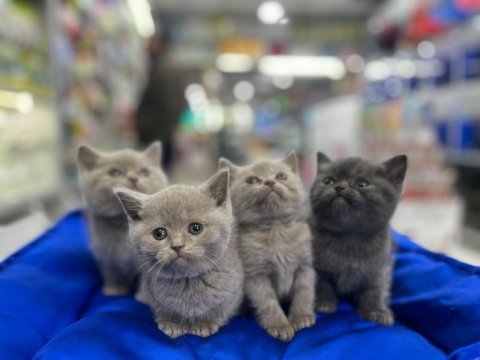 Türkiyenin en güzel british shorthair bebekleri