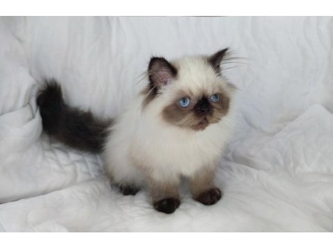 Çok güzel ve özel panda exotic shorthair