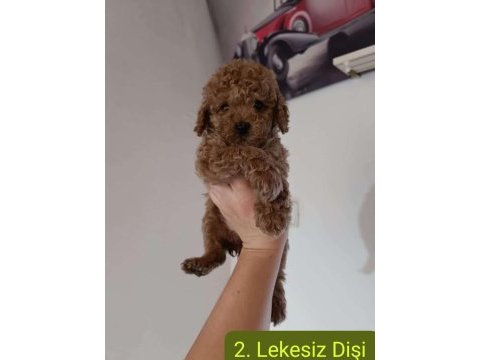 Poodle bebeklerimiz yeni yuvalarını bekliyor