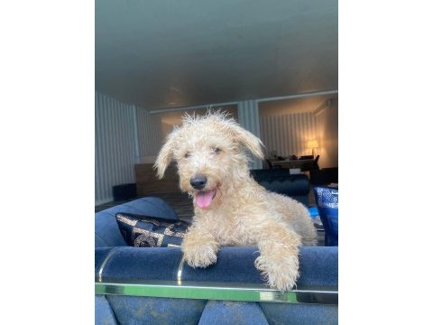6 aylık maltipoo ücretsiz sahiplendirilecektir