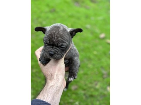 Yeni french bulldog yavrular