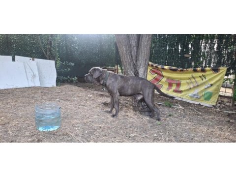 Cane corso blue köpeğimiz
