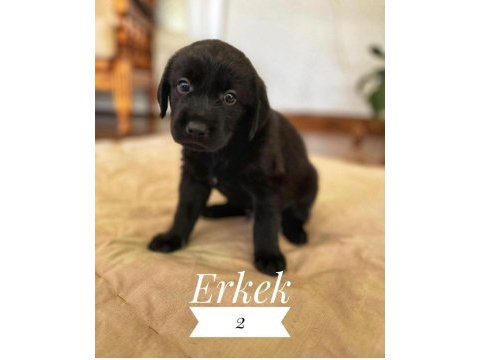 Deprem bölgesinden köpekler