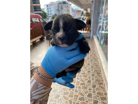 Yavru french bulldoglarr