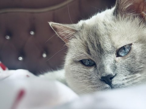 British shorthair kedisi