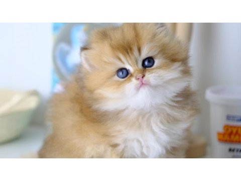British longhair golden top kafa yavrumuz