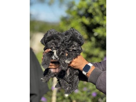 Morkie yavrularımız