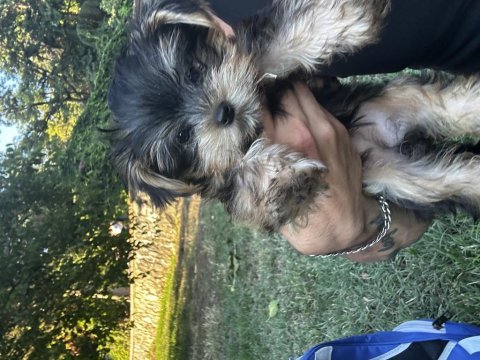 Orjinal prenses teacup yorkshire terrier