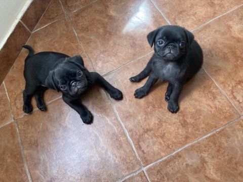 3 aylık erkek pug yavruları