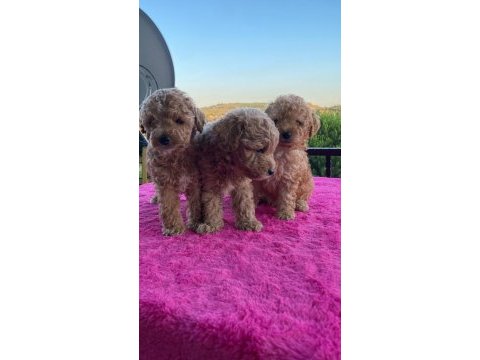 Toy poodle bebekler uygun
