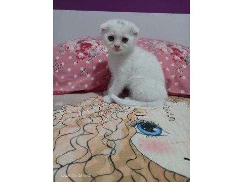 2 aylık yavru scottish fold