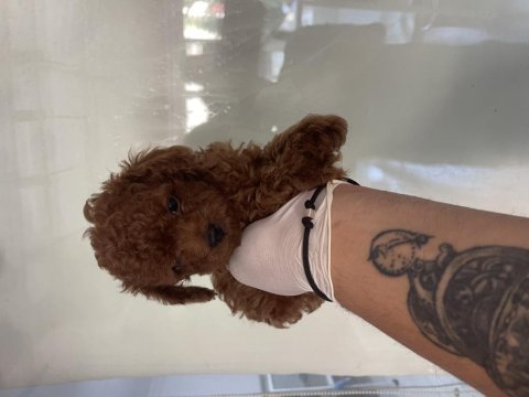 Efsane poodle yavrularımız
