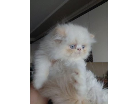 Krem point flat-face minik pofuduk kedimiz
