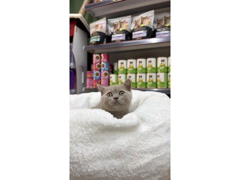 Koca kafa erkek güzeli british shorthair