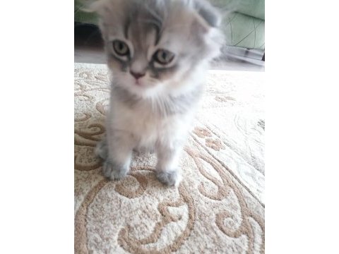 3 aylık 2 dişi 1 erkek scottish fold gri renk