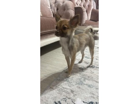 Şivava köpeğimizi çiftleştirmek