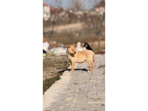 Çok uyguna yavru köpekler