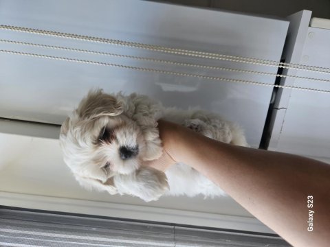 Maltese bebiş köpekler