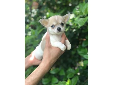 Şirinlik abidesi chihuahua bebek