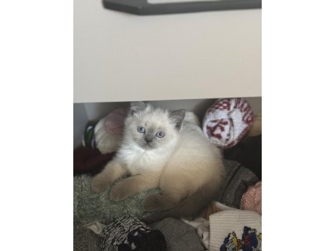 Scottish shorthair ve british shorthair blue point