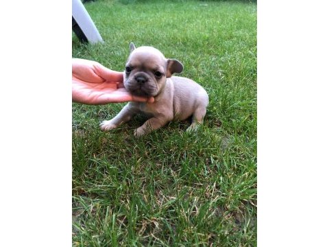 French bulldog yavrumuz yeni ailesini arıyor