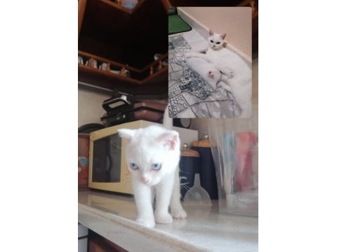 Beyaz mavi gözlü scottish fold kedimi sahiplendiriyorum