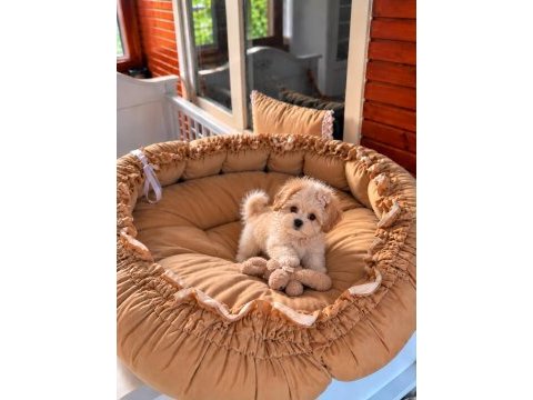 Üst kalite maltipoo bebeklerimiz 