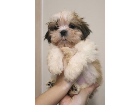Safkan shih tzu yavruları sahiplendirme aşılı