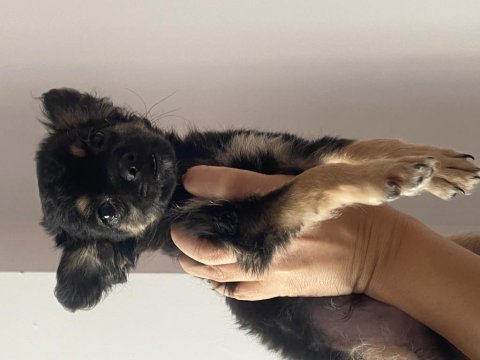 2 aylık longhair chihuahua yavrumuz 