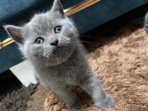 British shorthair cinsi