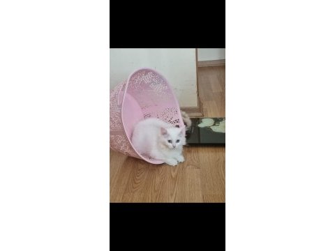 Kedi dişi iki ay iki hafta