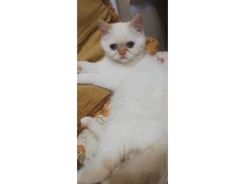 British shorthair red point 2 aylık