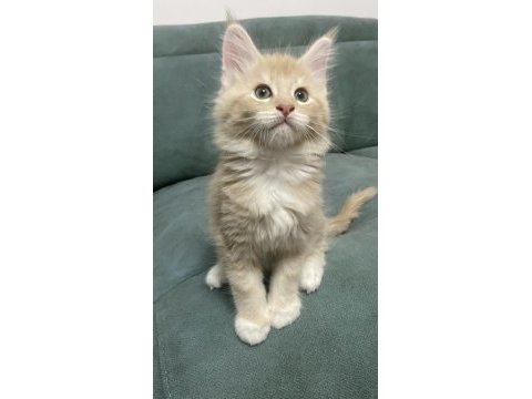 Maine coon yavru kedilerimiz