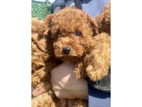 Toy poodle yavrumuz