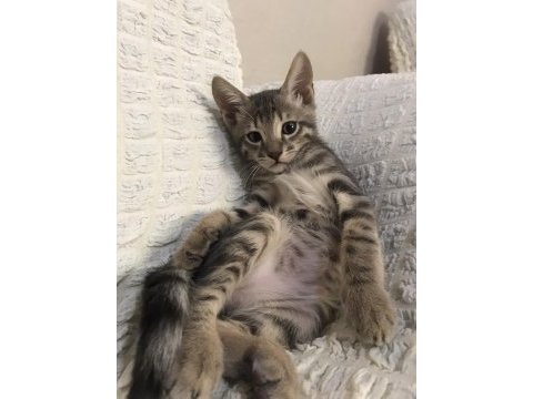 3 aylık erkek tekir kediye kalıcı yuva arıyoruz