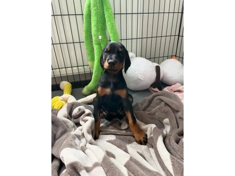 Evinizin neşesi doberman her yere kapıda öde